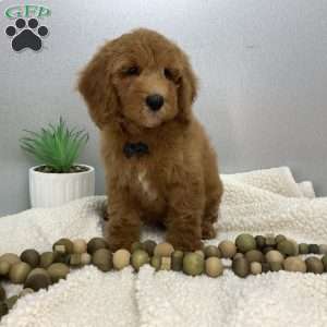 Calvin, Miniature Poodle Puppy